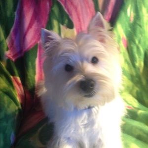 Meet your Posher, Josie